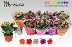 Kalanchoe Double Mix 10Ø 23cm