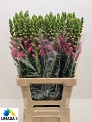Antirrhinum Potomac Pink 75cm