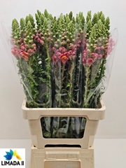 Antirrhinum Potomac Dark Orange 75cm