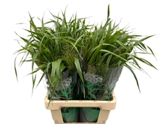 Panicum Fontaine 65cm