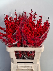 Ilex Red Berry 60cm