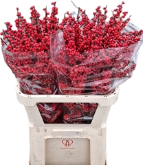 Ilex Red Berry 80cm