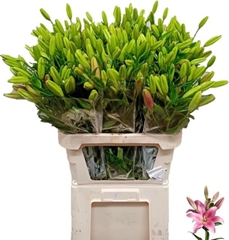 Lily La Indian Summers 85cm 3+