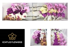 Phalaenopsis Mix 45cm 7+