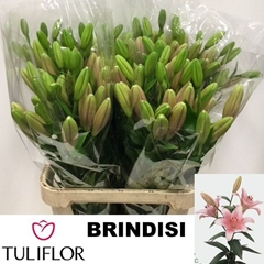 Lily La Brindisi 90cm 3+