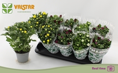 Chrysanth Mix 5 Colours 12Ø 30cm
