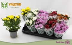Chrysanth Mix 5 Colours 12Ø 25cm