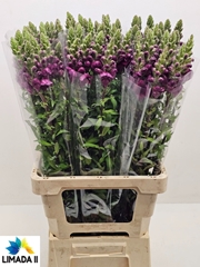 Antirrhinum Potomac Red 75cm