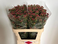Chrysanth Santini Calimero Bronze 80cm 56gr.