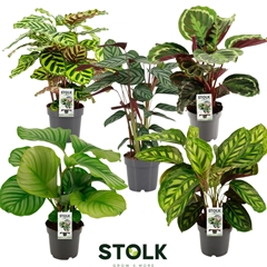 Calathea Mixed 4 Varietys 17Ø 65cm