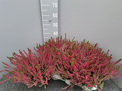 Calluna Garden Girls Mix 17Ø 30cm