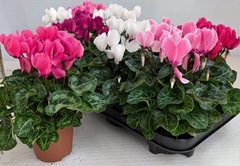 Cyclamen Super Serie Allure 10Ø 27cm