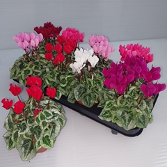 Cyclamen Super Serie Picasso 10Ø 27cm