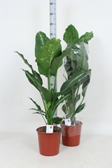 Dieffenbachia Galaxy 24Ø 110cm