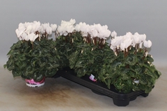 Cyclamen Super Serie Xl 13Ø 30cm