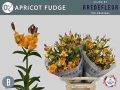 Lily La Apricot Fudge 70cm 2+