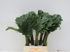 Philodendron Xanadu 50cm 20cm Hd