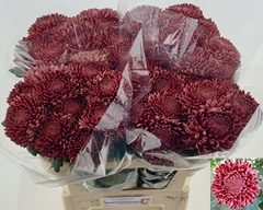 Chrysanth Single Bigoudi Red 75cm 85gr.