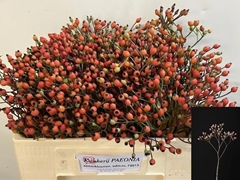 Rosa Magical Miracle 50cm
