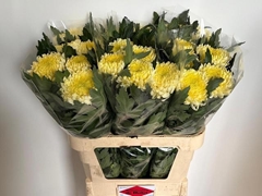 Chrysanth Single Bislet White 80cm 120gr.