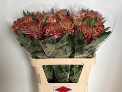 Chrysanth Single Bislet Red 80cm 100gr.