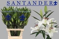 Lily Oriental Santander 100cm 5+