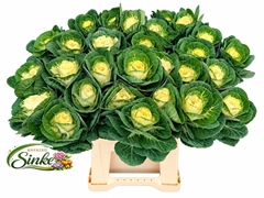 Brassica White Crane 50cm