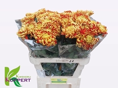 Chrysanth Single Fuego 80cm 60gr.