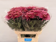 Chrysanth Single Tula Purple 80cm 75gr.