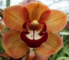 Cymbidium King Alex 60cm