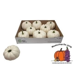 Cucurbita Pepo Baby Boo 12cm