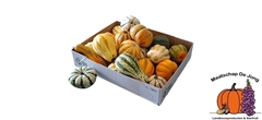 Cucurbita Pepo Maya Mix 8cm
