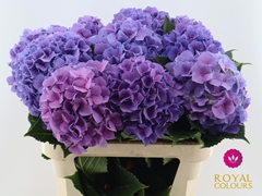 Hydrangea Cassanova 80cm 20-22cm Hd