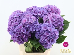 Hydrangea Cassanova 60cm 16-18cm Hd