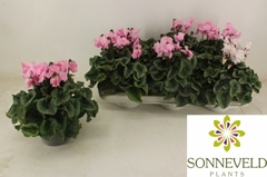 Cyclamen Falbala 13Ø 30cm