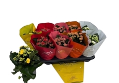 Kalanchoe Double Mix 12Ø 25cm