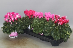 Cyclamen Super Serie Xl 13Ø 30cm