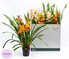 Cymbidium Mixed 14Ø 85cm 4st