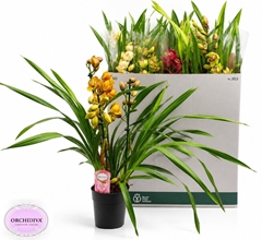Cymbidium Mixed 14Ø 65cm 3st