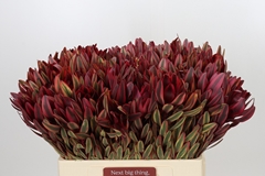 Leucadendron Jester 60cm