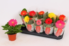 Gerbera Colourgame Mix 12Ø 25cm