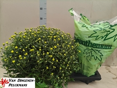 Chrysanthemum Belgian Mums Primo Pistache 19Ø 55cm