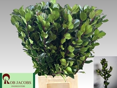 Ilex Leaf Blue Prince 60cm
