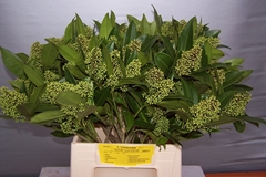 Skimmia Kew Green Per Bunch 42cm