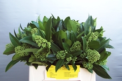 Skimmia Kew Green Per Bunch 35cm