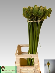 Kniphofia Magical Happy Halloween 80cm