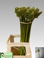 Kniphofia Magical Happy Halloween 70cm