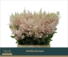Astilbe Europa 45cm