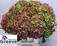 Hydrangea Verena Classic 50cm 23-25cm Hd