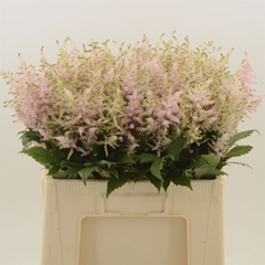Astilbe Europa 60cm